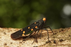 Desudaba maculata