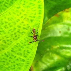 Cyrtodiopsis dalmanni