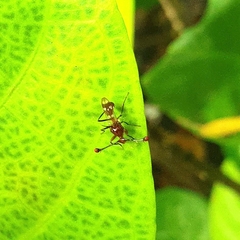 Cyrtodiopsis dalmanni