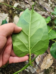 Leichhardtia rostrata