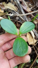 Peperomia portulacoides