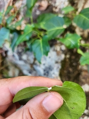 Leichhardtia rostrata