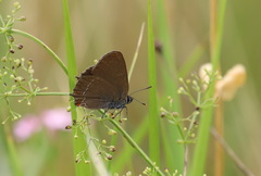 Satyrium esculi