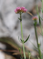 Centranthus