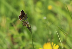 Aricia agestis