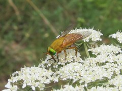 Silvius alpinus