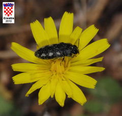 Acmaeodera bipunctata