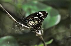 Danaus affinis