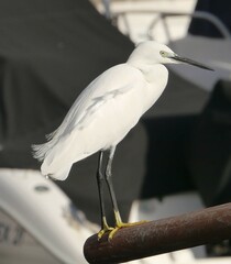Egretta garzetta
