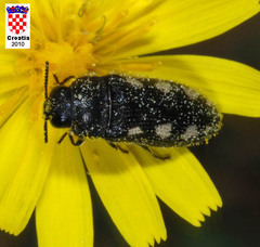 Acmaeodera bipunctata