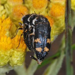 Acmaeoderella