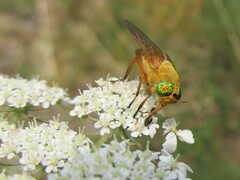Silvius alpinus
