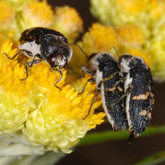 Acmaeoderella