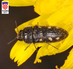 Acmaeodera bipunctata