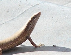 Trachylepis