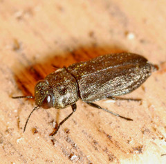 Buprestidae