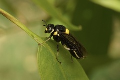 Pergagrapta bicolor