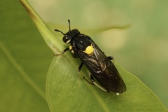 Pergagrapta bicolor