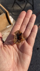 Phylloscypha phyllogena