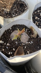 Phylloscypha phyllogena