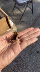 Phylloscypha phyllogena