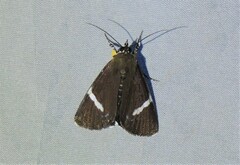 Coenotoca subaspersa