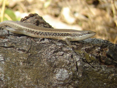 Trachylepis perrotetii