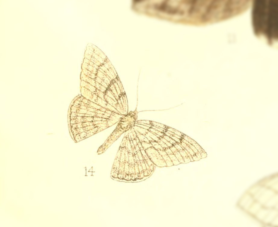 Dorsifulcrum