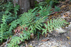 Blechnum wattsii