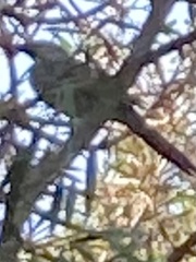 Anthochaera chrysoptera