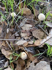 Coprinellus impatiens
