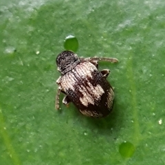 Sulcoptinus