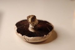 Agaricus bisporus