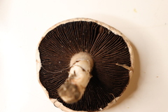 Agaricus bisporus