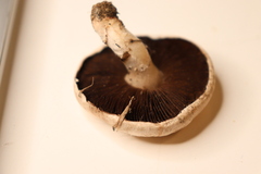 Agaricus bisporus