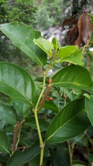 Piper borbonense