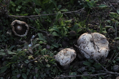 Agaricus bisporus