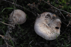 Agaricus bisporus