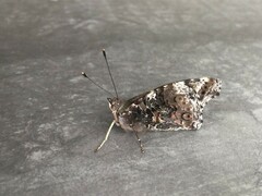 Vanessa itea