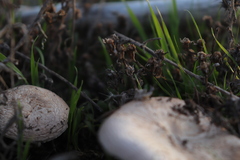Agaricus bisporus