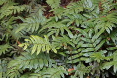 Blechnum wattsii