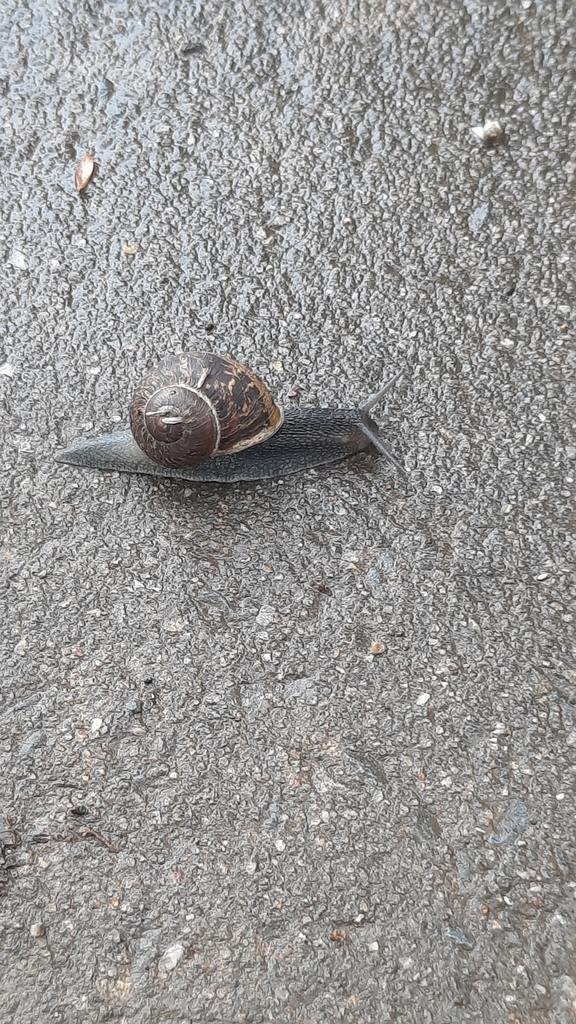 Garden Snail in October 2022 by magpies_friends · iNaturalist