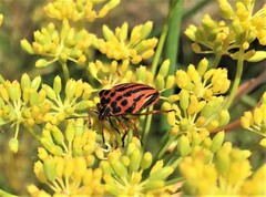 Graphosoma semipunctatum