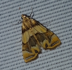 Eoophyla reunionalis