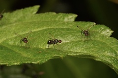 Parapalaeosepsis plebeia