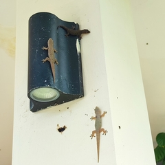 Hemidactylus bowringii