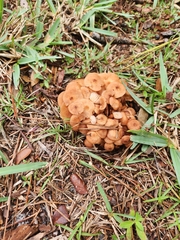 Desarmillaria caespitosa