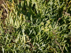 Crithmum maritimum