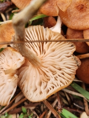 Desarmillaria caespitosa