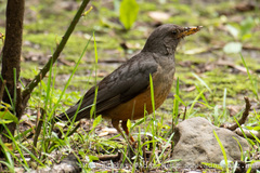 Turdus olivaceus culminans